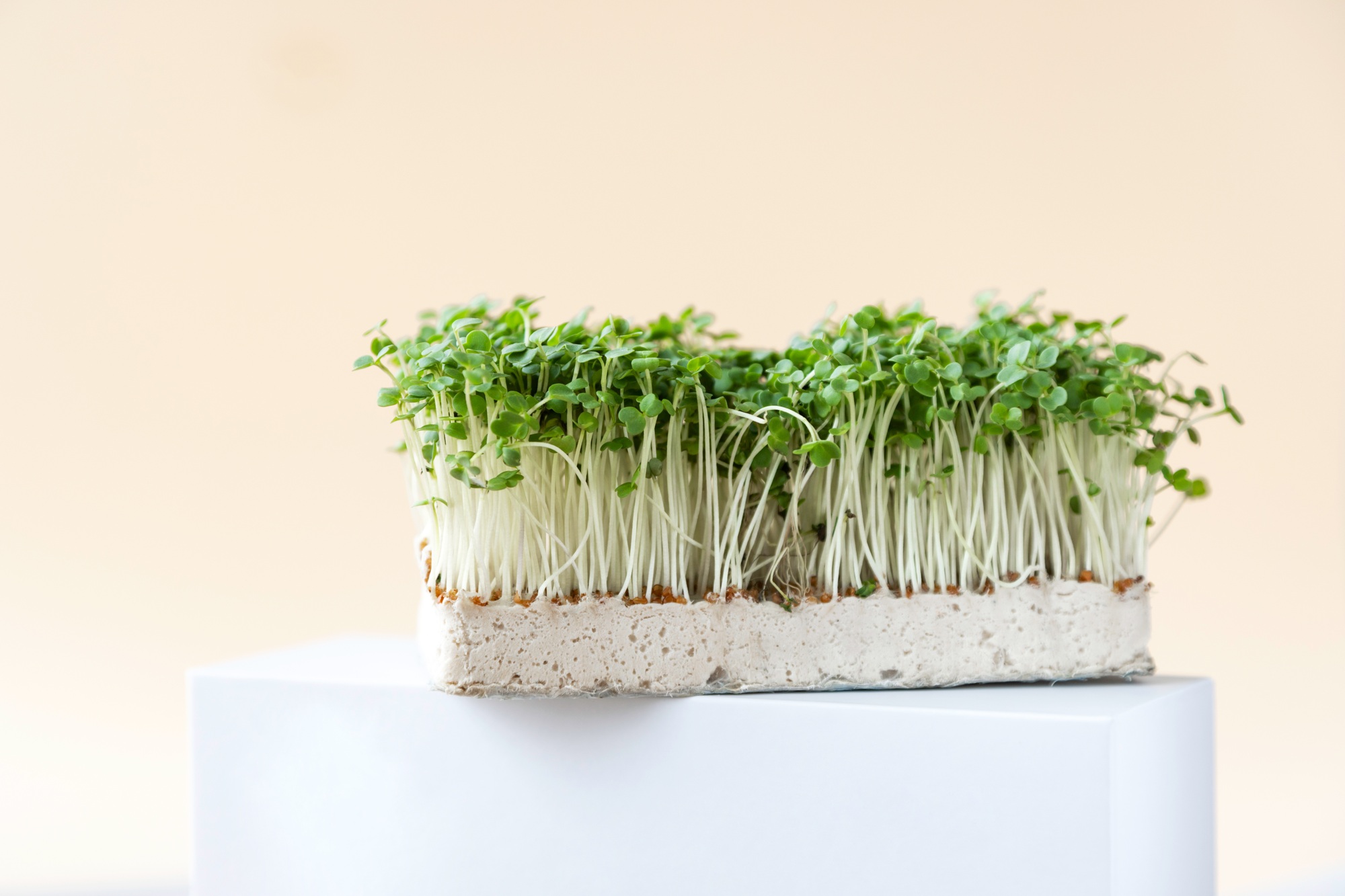 Radish microgreens, super food